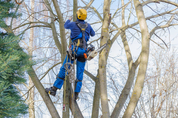 Best Palm Tree Trimming  in Monument Beach, MA
