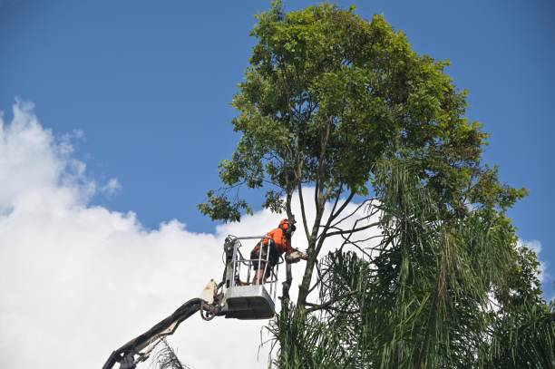 Best Lawn Renovation and Restoration  in Monument Beach, MA
